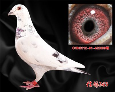 实战花鸽【吐尼尔】多关快速种雌