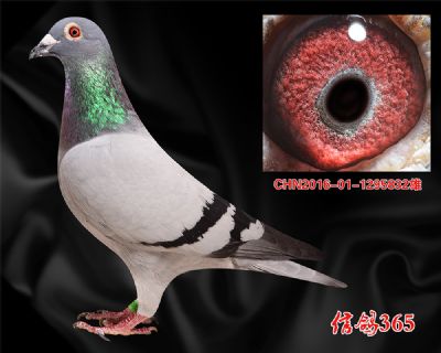 【盖比.大铭鸽闪电号】 近血特留种鸽