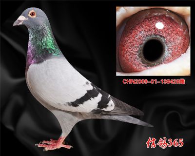 【天立公棚53名母亲 】克拉克613近血