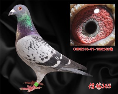 甘纳斯【总统号】实战快速种雄
