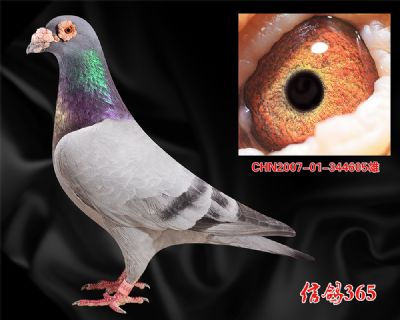 【冠军源头】爱亚卡普 邦德007 高辈份种雄
