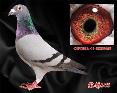 【杨欧瓦克】超级484 近亲实战种鸽