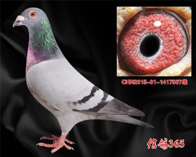 中国天一鸽业【戈马力】双重近血种雄
