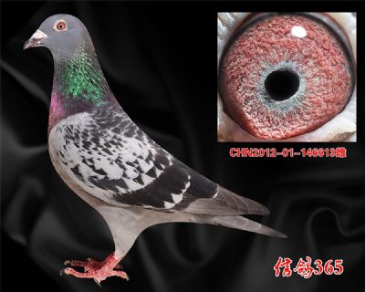 德仁吉信公棚13名母亲【甘纳斯】金母