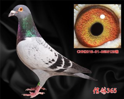 威廉.吉尔特【山区 丘陵 稳定快速】实战种鸽