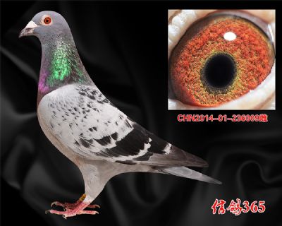 威廉.吉尔特【恶劣气候】实战种雌