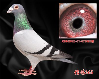 盖比.大铭鸽闪电号 近血高辈份种雄