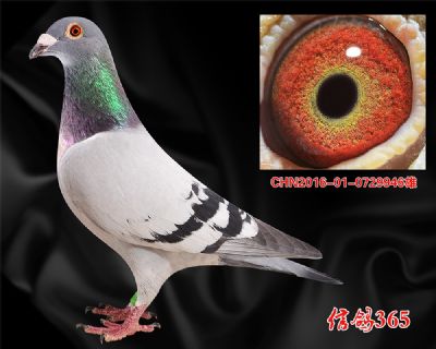 【实战鸽系】葛斯顿.奶酪小子近血曾孙