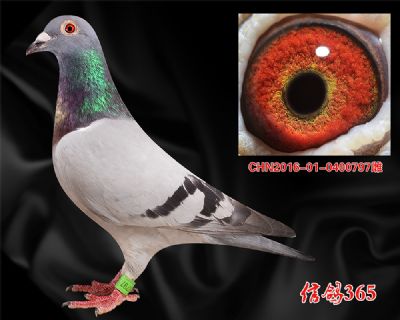 稳定快速【葛斯顿.奶酪小子】近血特留种雌
