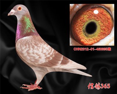 300800公里稳定发挥【西翁】种雌
