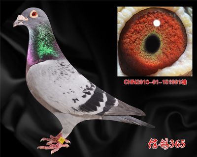 俊祥公棚鸽王平辈 佛巴斯46 多重近亲
