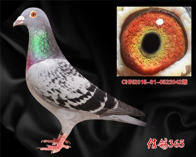 【阴雨 雾霾】杨迪汉 贝罗佛 实战种雌