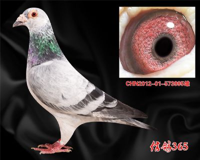 多关实战花鸽【吐尼尔】种雄