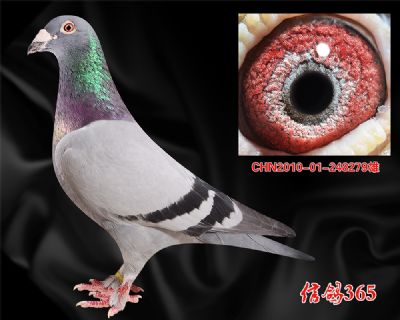 三关鸽王父亲 电脑戈马力“毛脚”【秃头199】多重近血