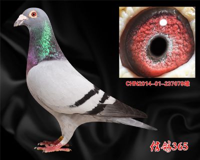 双关快速【克拉克詹森】实战种雄