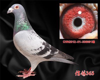 【波西瓦】公棚实战快速种雄