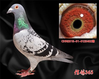 长阳鸽王家族 甘纳斯【总统号】近血特留种雌