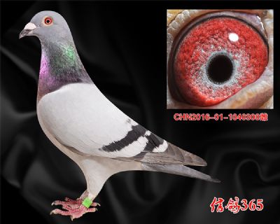 300500中距离快速【佛科克】精品种雌