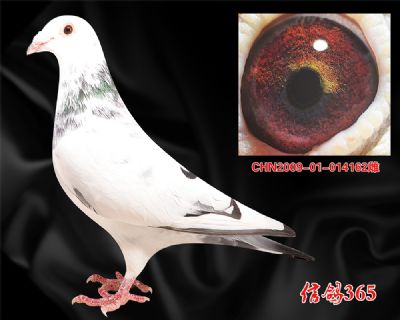 四关综合17名母亲 【吐尼尔】多关实战种雌