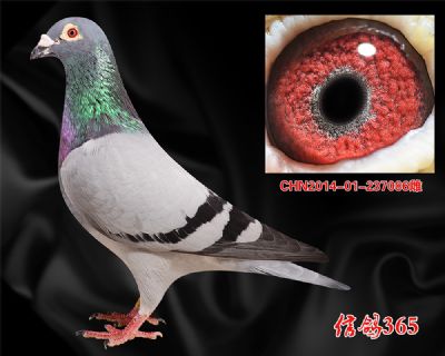 亿丰万豪42名母亲 盖比闪电号近血种雌