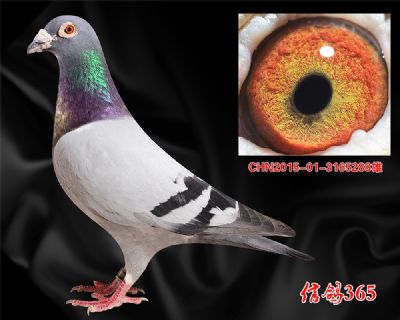 长明双关鸽王26名平辈 威廉.吉尔特种雄