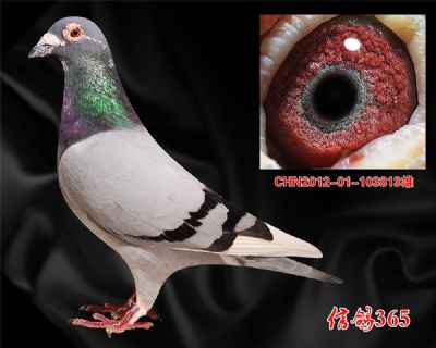 杨欧瓦克超级483 双关 三关快速种雄