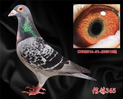 【阴雨 雾霾 克星】杨迪汉 贝罗佛 近亲种雄