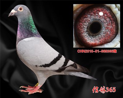 多羽鸽王母亲【克拉克】快速收藏 金母