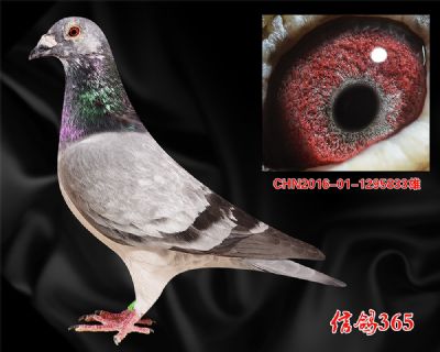 多关快速【实战花鸽】吐尼尔种雄