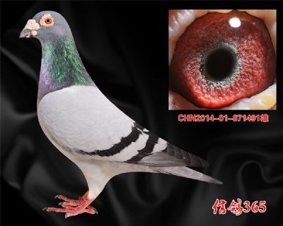 【精品收藏】超级 克拉克詹森 实战种雄