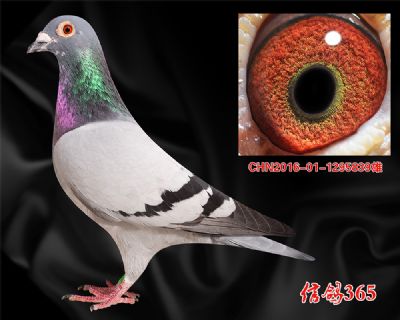 【快速鸽系】杨欧瓦克483 特留实战种雄