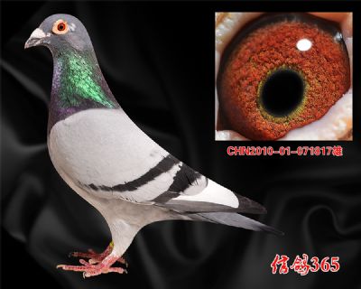 十八区联翔13名父亲【吉诺.克里克】实战种雄