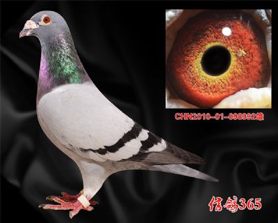 【中短距离常胜将军】波西瓦收藏种雄