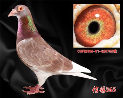双关鸽王父亲【范德.佛拉斯 詹森】