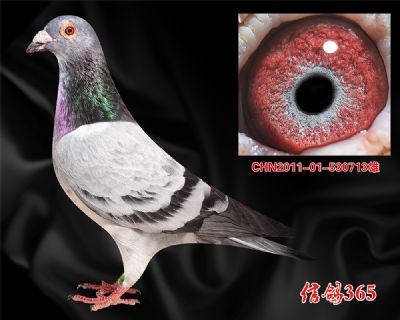 300600公里 实战花鸽族【吐尼尔】精品种雄