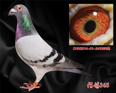 KBDB长距离鸽王冠军家族【吉诺.克里克】种雄