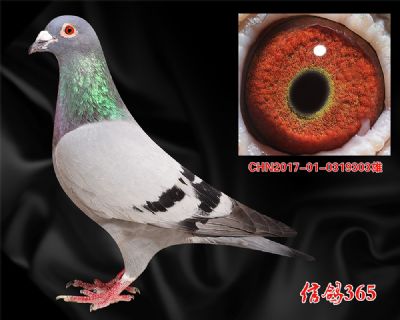 奶酪小子 多重近血特留种雄
