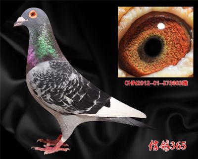 【丛林 山区 丘陵地带】稳定快速推荐 凡王路易种雌