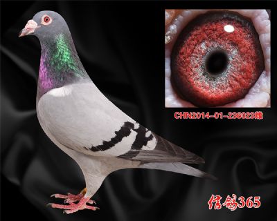 克拉克詹森【稳定提速】中距离实战种雌