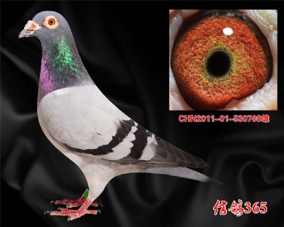 杨欧瓦克483近血 公棚快速实战种雄