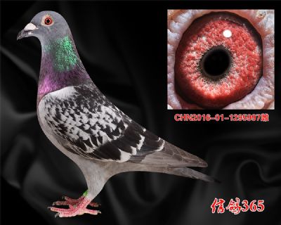 威廉.吉尔特【山区 丘陵】快速种雌