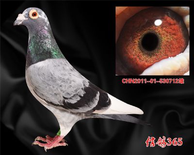 杨欧瓦克483 快速实战种雄