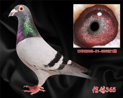 双关综合亚军母亲【克拉克】实战老雌