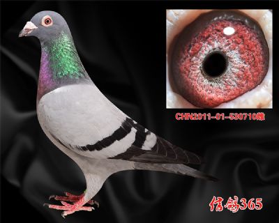 【五关实战】盖比.大铭鸽闪电号 近血收藏