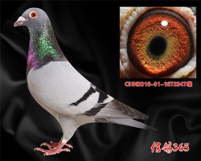 【波西瓦】公棚快速 实战种雄