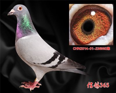 【稳定快速】奶酪小子 近亲回血 特留种雌