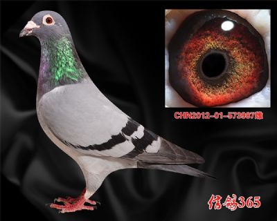 皓月33名母亲 【多关实战】葛斯顿 奶酪 高辈份曾孙女