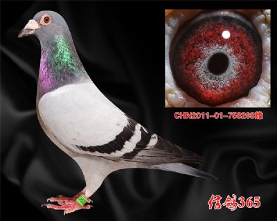 中短距离霸主【佛科克】精品实战种雌