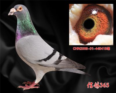 吉诺.克拉克【稳定+快速】精品收藏