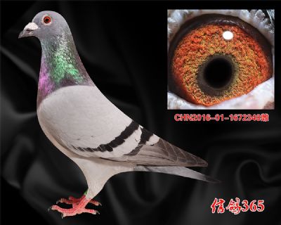 山区丘陵实战推荐【奶酪小子】近血特留种雌